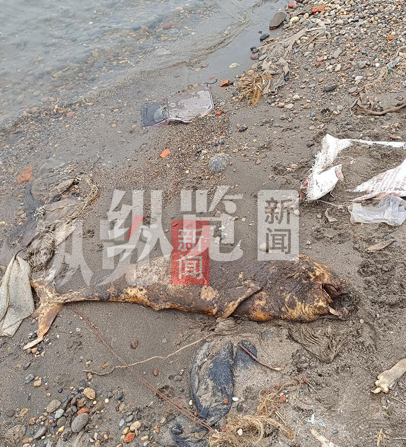 奇趣分分彩：湖北宜昌长江河段疑似发现江豚尸体，嘴上挂着多个鱼钩？当地正在调查