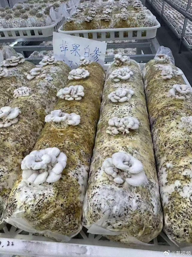 门徒登录：“拇指西瓜”突然火了！约100元一斤！有人表示“这味儿难评”！专家：营养价值一般