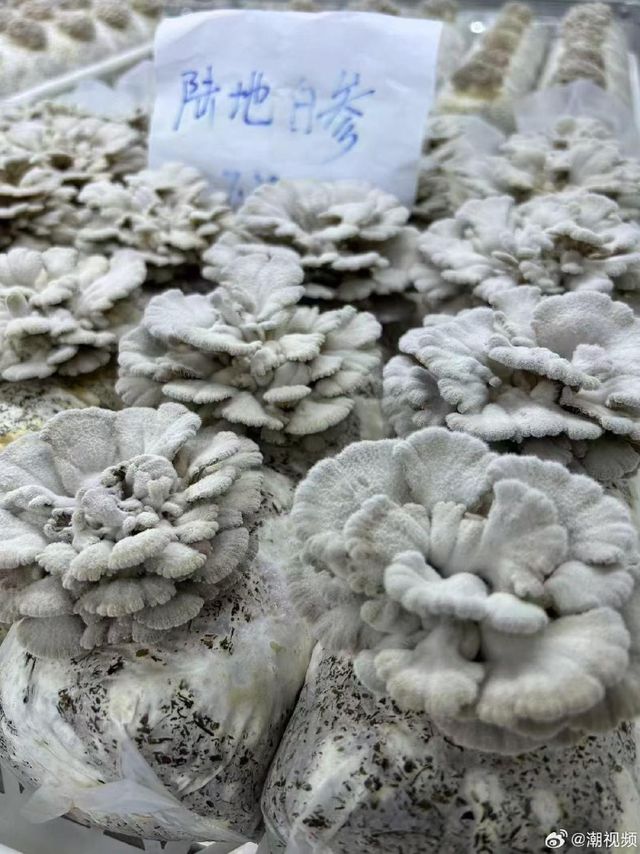 门徒登录：“拇指西瓜”突然火了！约100元一斤！有人表示“这味儿难评”！专家：营养价值一般